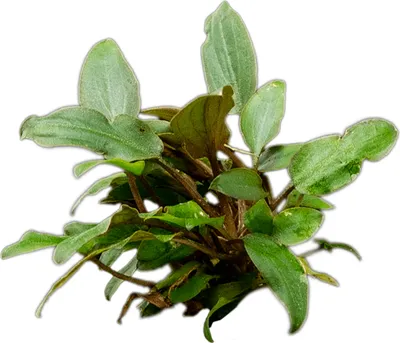 Produktbild von Stoffels Cryptocoryne beckettii