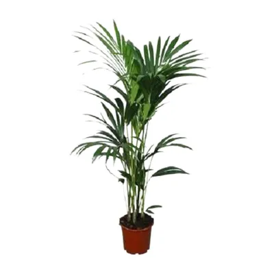 Produktbild von Howea forsteriana - Ø21cm - ↕120cm - Ø24 - ↨120cm