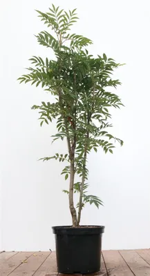 Produktbild von Sorbus aucuparia 'Autumn Spire', Eberesche, schmal, 80–100 cm