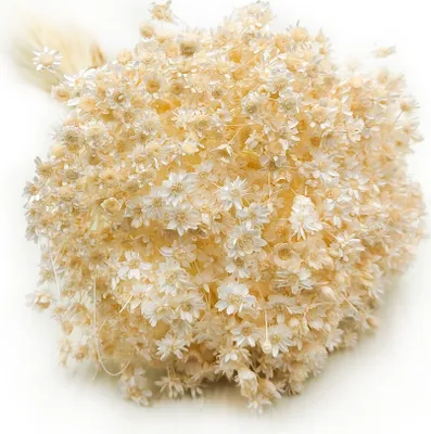 Produktbild von Glixia Getrocknete - (Comanthera) - Cremefarben