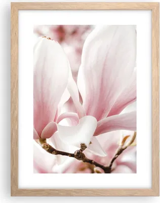 Produktbild von Gerahmtes Poster - Rahmen in heller Eiche - Zweig Magnolie Blume - 30x40 cm - Wand Bild - Wanddeko - Wandbilder - Kunstposter - Wandposter - Bilderrahmen - Bilder - Kunstdruck - P2NPA30x40-4538