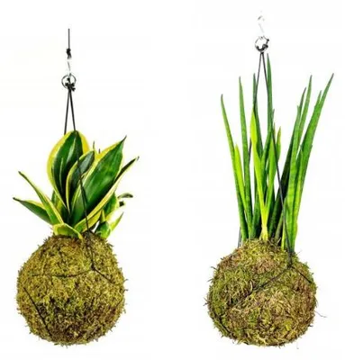 Produktbild von Gardners Set: Kokedama mit Sansevieria (M)