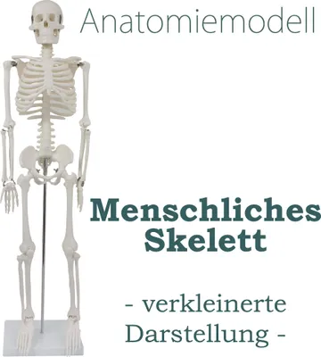 Produktbild von Anatomie Modell Skelett Skeleton Anatomy Verkleinert Menschliches Skelett Körper Menschlicher 87 cm Anatomy Skeleton Human Model mit Ständer Deko MedMod