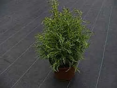 Produktbild von Scheinzypresse Lycopodioides - Chamaecyparis lawsoniana Lycopodioides  - 30-40cm