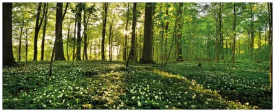Produktbild von Wallario Wandbild aus Acryl, 125 x 50 cm, freischwebende Optik - Waldanemonen und Sonnenstrahlen im Wald