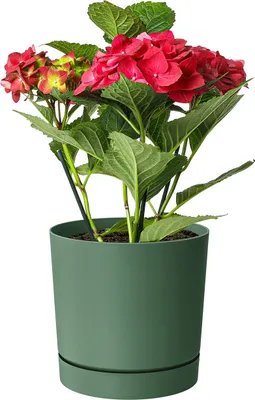 A potted hydrangea plant with red and pink flowers.