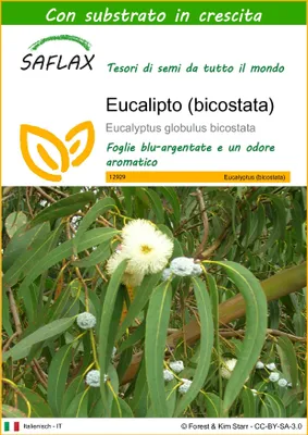 Immagine prodotto di SAFLAX  - Eucalipto (bicostata)  - 100 semi - Con substrato - Eucalyptus