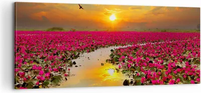 Produktbild von Bild auf Leinwand - Leinwandbild - See Blumen - 100x40cm - Wand Bild - Wanddeko - Wandbilder - Leinwanddruck - Bilder - Kunstdruck - Wanddekoration - Leinwand bilder - Wandkunst - AB100x40-3769