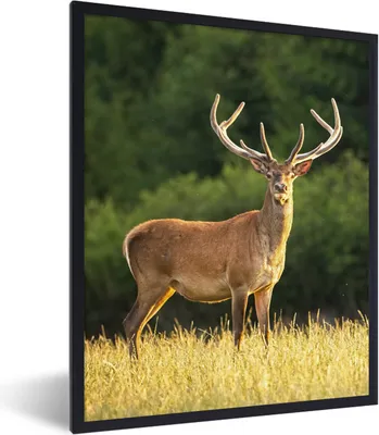 Produktbild von MuchoWow® Gerahmtes Poster Hirsch - Geweih - Gras - Natur - Tiere - Grün 60x80 cm - Poster mit Schwarzem Bilderrahmen Wandposter Rahmen Foto Bilder - Premium - Wanddeko Wohnzimmer