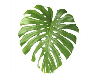 Produktbild von Glasbild Lonely Leave II 50x50 cm