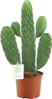 Produktbild von Feigenkaktus Opuntia Rubescens Consolea Zimmerpflanze Ø12cm 35cm hoch Deko