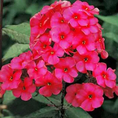 Obrázok produktu pre 6 x Vysoká plamienka  - Phlox paniculata 'Starfire'  | Kvetináč 9 cm x 9 cm