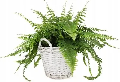 Obrázek produktu pro Bílý proutěný koš na květiny s uchy, 31 cm, s ochrannou fólií