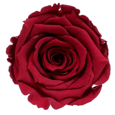 Produktbild von Infinity Rose L Ø5cm konserviert stabilisiert haltbar Rosenkopf ewige Rosenblüte 1 St. Dunkelrot (red01)