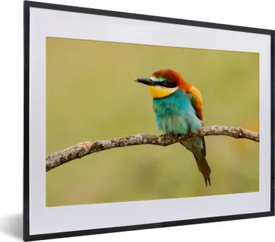 Produktbild von MuchoWow® Gerahmtes Poster Vogel - Bienenfresser - Tiere 40x30 cm - Poster mit Schwarzem Bilderrahmen Wandposter Rahmen Foto Bilder - Bilderrahmen - Poster im Rahmen