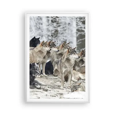 Produktbild von Gerahmtes Poster - Weißer Rahmen - Rudel Wölfe Winter - 70x100 cm - Wand Bild - Wanddeko - Wandbilder - Kunstposter - Wandposter - Bilderrahmen - Bilder - Kunstdruck - Wandbild - P2WPA70x100-4357