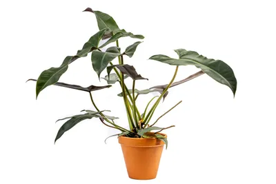 Zdjęcie produktu dla Gardners Philodendron Atabapoense, průměr 14 cm
