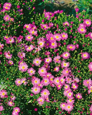 Produktbild von Aster novi-belgii 'Rosenhügel', Herbstaster, rosa, ca. 11x11 cm Topf