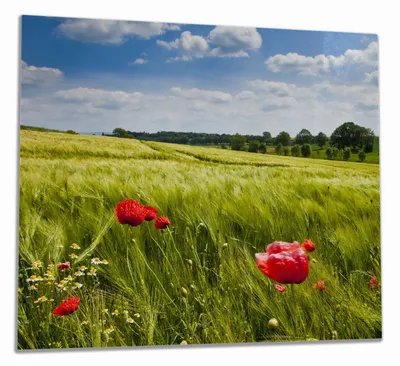 Produktbild von Wallario Herdabdeckplatte aus Glas, Größe 60 x 52 cm 1-teilig, Motiv Mohnblumenwiese auf grüner Wiese unter blauem Himmel