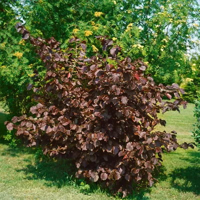 Produktbild von Corylus maxima 'Purpurea', Purpur-Hasel, 60–100 cm
