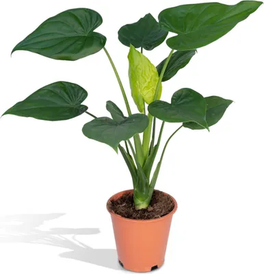 Produktbild von Meergroothandel Alocasia Cucullata (Elefantenohr) - 55 cm, Ø19 cm