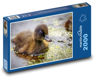 Produktbild von Puzzle 2000 Entenküken am Teich - martinpuzzle