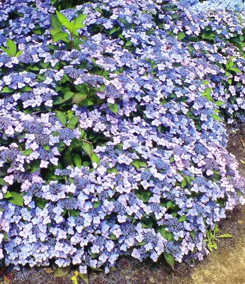 Produktbild von BALDUR Garten 2x Winterharte Zwerg-Hortensien 'Koreana', Pflanzen im 9x9 cm-Topf, Hydrangea marcrophylla, Bodendecker winterhart, pflegeleicht, für Standort im Schatten geeignet, blühend