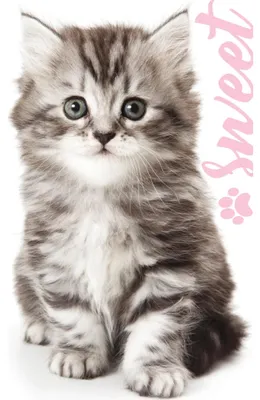 Imagen del producto de Toalla infantil Carbotex, 30x50 cm, diseño de gatitos