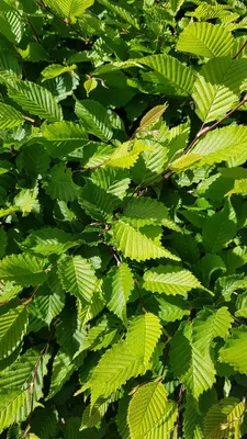 Image de Carpinus betulus (Tuteuré 80/100) / Charme commun