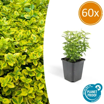 Image de Euonymus fortunei 'Emerald 'n Gold' | 60 pièces - 10-25cm - Ø9cm - Plante de jardin