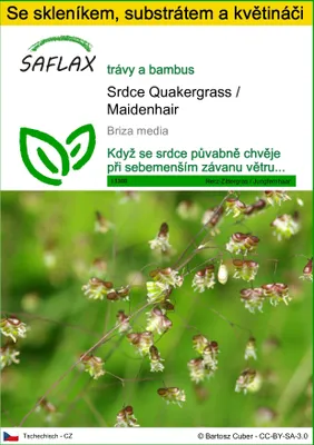 Obrázek produktu pro SAFLAX Kultivační sada - Srdce Quakergrass / Maidenhair - Briza media - 75 Semena - S mini skleníkem, pěstebním substrátem a 2 květináči
