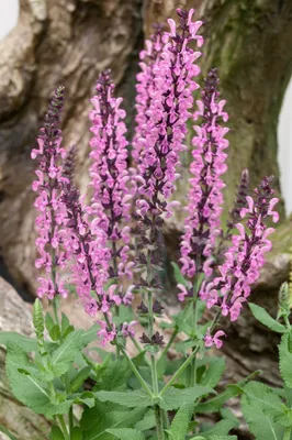 Produktbild von Salvia nemorosa 'Rose Queen', Steppensalbei, rosa, ca. 9x9 cm Topf