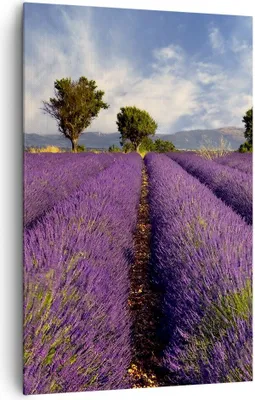 Produktbild von Bild auf Leinwand - Leinwandbild - Einteilig - Landschaft Wiese Pflanzen - 80x120cm - Wand Bild - Wanddeko - Wandbilder - Leinwanddruck - Wanddekoration - Leinwand bilder - Wandbild - PA80x120-0128