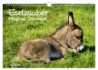 Produktbild von Eselzauber DIN A3 Kalender - Immerwährender Kalender  Esel - Seelenzauber