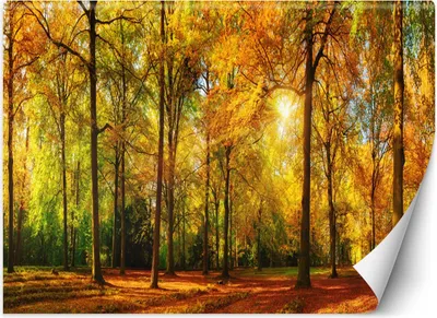Produktbild von Vlies fototapete Herbstwald 350x245 cm Feeby Orange inkl. Kleber einfache Montage
