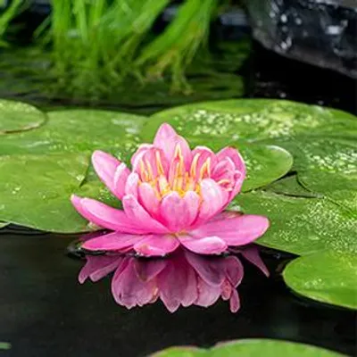 Productafbeelding van Moerings Nymphaea Mayla | Waterlelie | In 11CM pot