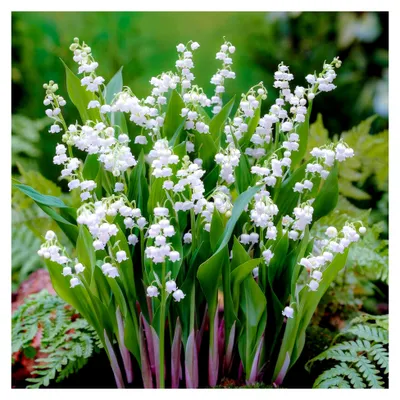 Produktbild von Rosa Convallaria Majalis Maiglöckchen Stauden (10 Pflanzen/Zwiebeln)