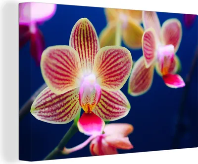 Produktbild von OneMillionCanvasses® - Leinwandbilder - 150x100 cm, Von Orchidee, Wandbilder Kunstdruck Wanddekoration - Foto auf Leinwand - Gemälde auf Holzrahmen