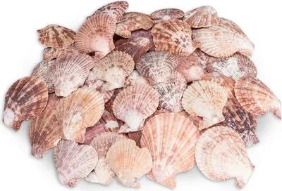 Produktbild von Pecten nobilis 0,5 kg 5-8 cm ca. 30-40 Stück Kammmuscheln beige rosé Deko Tisch