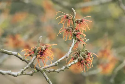 Produktbild von Hamamelis intermedia 'Jelena', Zaubernuss, kupferorange, 40–60 cm