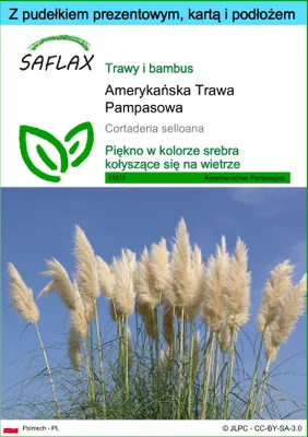 Zdjęcie produktu dla SAFLAX - Zestaw prezentowy - Amerykańska Trawa Pampasowa - 200 Nasiona - Z pudełkiem upominkowym, etykietą wysyłkową, kartą podarunkową i podłożem uprawowym - Cortaderia selloana