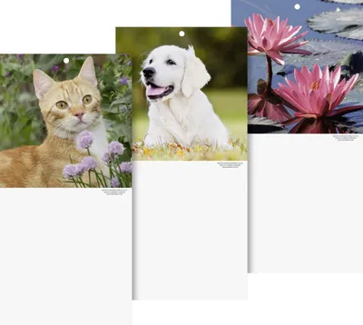 Produktbild von Kalenderrückwand 15,5x29cm Tier- und Blumenmotive sortiert Packung mit 10 Stück