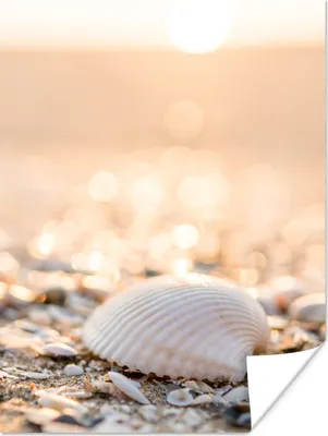 Produktbild von MuchoWow® Poster Muscheln - Weiß - Strand - Sommer 120x160 cm - Wandbilder