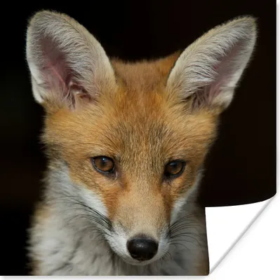 Produktbild von MuchoWow® Poster Fuchs - Porträt - Schwarz 75x75 cm - Wand Dekoration