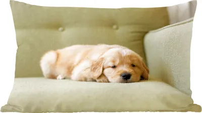 Produktbild von MuchoWow® Zierkissen Sofakissen Wohnzimmer Dekokissen 50x30 cm Ein schlafender Golden Retriever Welpe auf dem Sofa - Wohnzimmerdekoration - Polster mit Photo