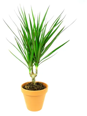 Obrázek produktu pro Gardners Dracaena marginata, průměr 17 cm