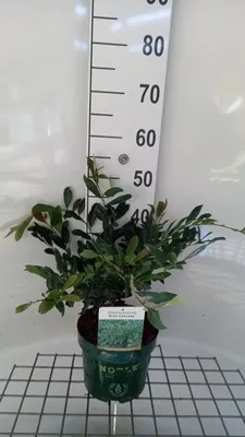 Produktbild von Distylium myr. 'Blue Cascade'® - Distylienstrauch 30- 40 cm Container