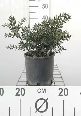 Obrázok produktu pre Ruscus aculeatus - Pichľavá zimná špargľa 30- 40 cm - Kontajnerová