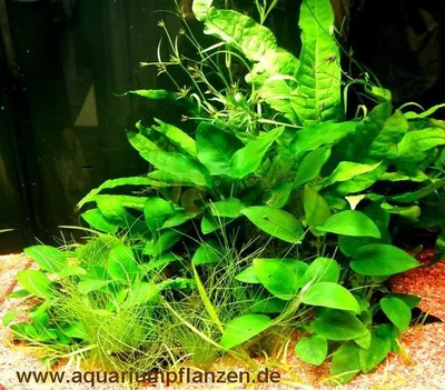 Produktbild von Mühlan -  5 Topf Anubia + 3 Topf Javafarn + Aquarienpflanzen Dünger - barschfestes Wasserpflanzensortiment