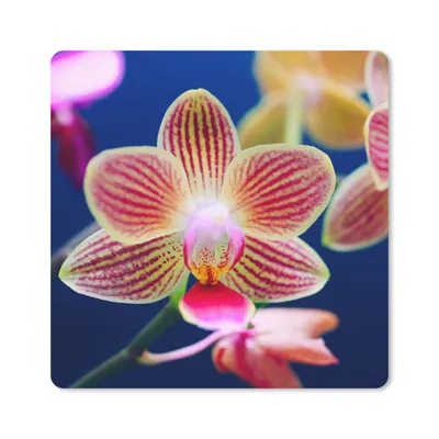 Produktbild von MuchoWow® Mauspad Mousepad Von Orchidee 20x20 cm - Mousepads - Maus Mat - Pad - Mausunterlage - Desk Mat - Bureauartikeln